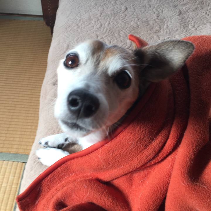 Cad0004d c43d 4e29 bfe2 eff7b67090ef