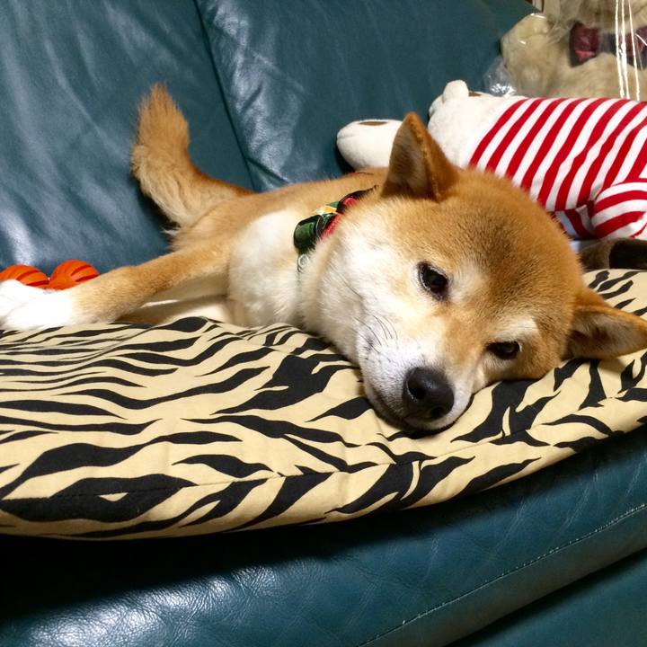 Cad6a1b3 3280 40da 81b2 29fb7347f8e4