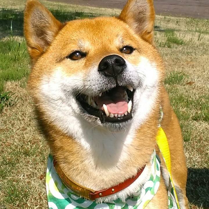 Cad70c4f 83d9 40ce 816f 234a546ee62e