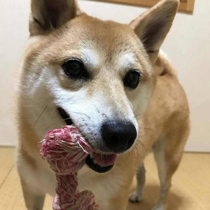 Cad73ec8 d512 448e 800e 79ba127689ac