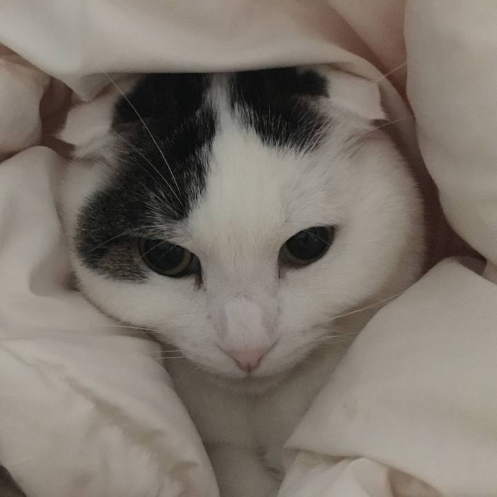 Cad850cb 804c 4038 ba09 75e320874113