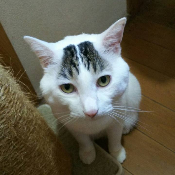 Cada00a8 ad93 4695 8e19 8905fe7e7288