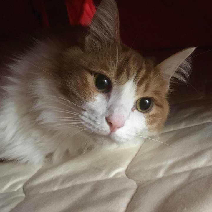 Cada12ef 4ec9 400a 8848 cded3b034943