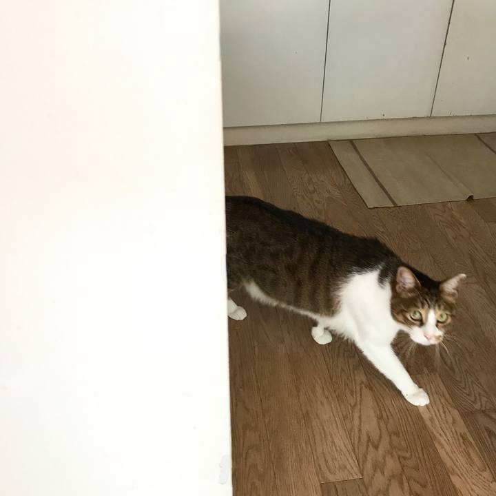 Cadb833c 3f70 477a a889 8edcc82bf312