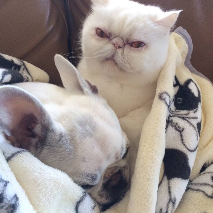 Cadd2eea 0b96 46a2 8027 c4f2fa39567d