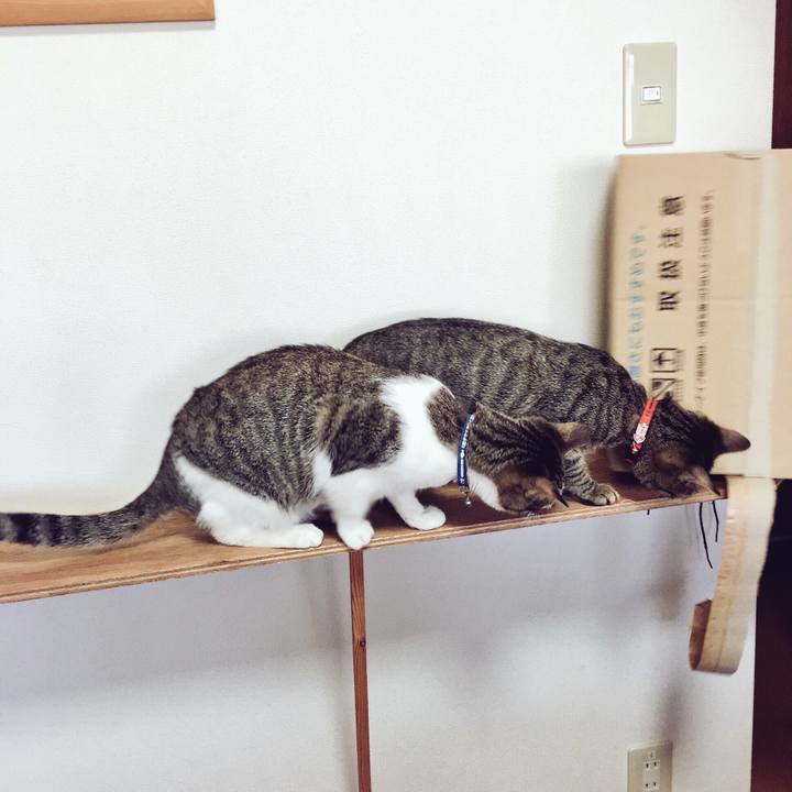 Cae176f9 b8c7 40d6 b49d 0de76319a469