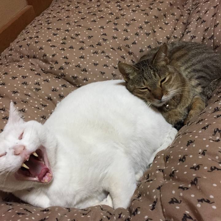 Cae4c9e4 1e72 4463 a486 0b1c9b1896f9