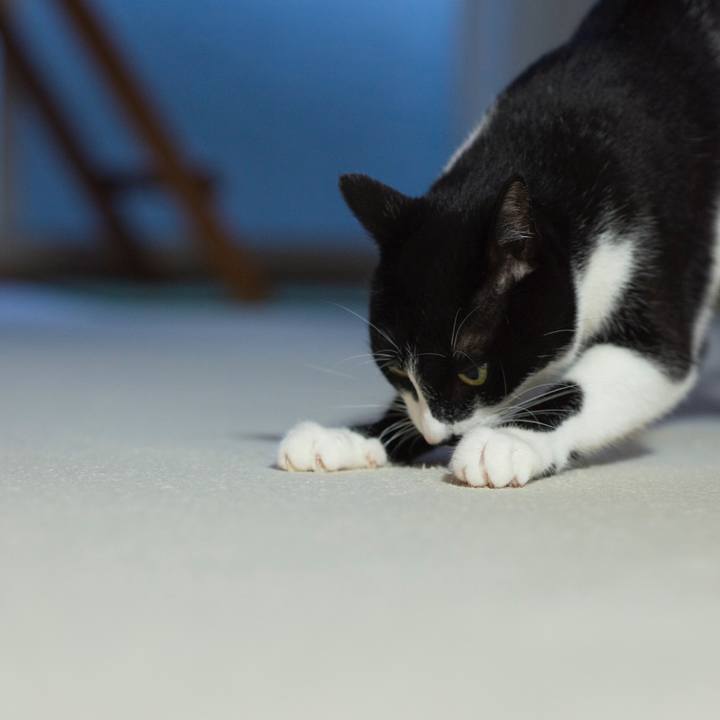 Cae538c2 c8df 43f2 b6e4 6101f3d0131d