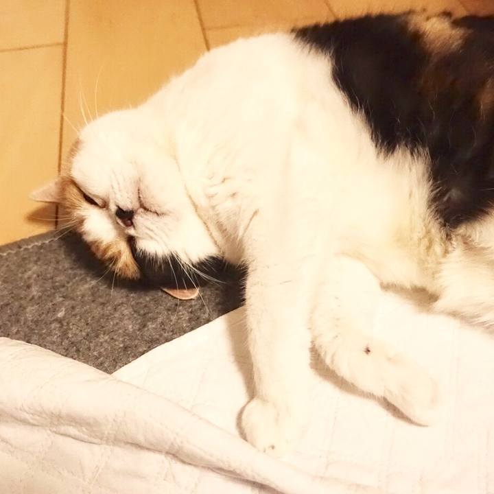 Cae7c69e 1b59 4a94 be84 a9127b32970f