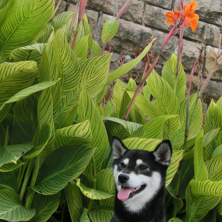 Caea6f81 8a44 4ccd bfcb ac24ebf35d1a