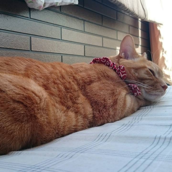 Caebf084 0478 4097 b7b4 349d50cce472