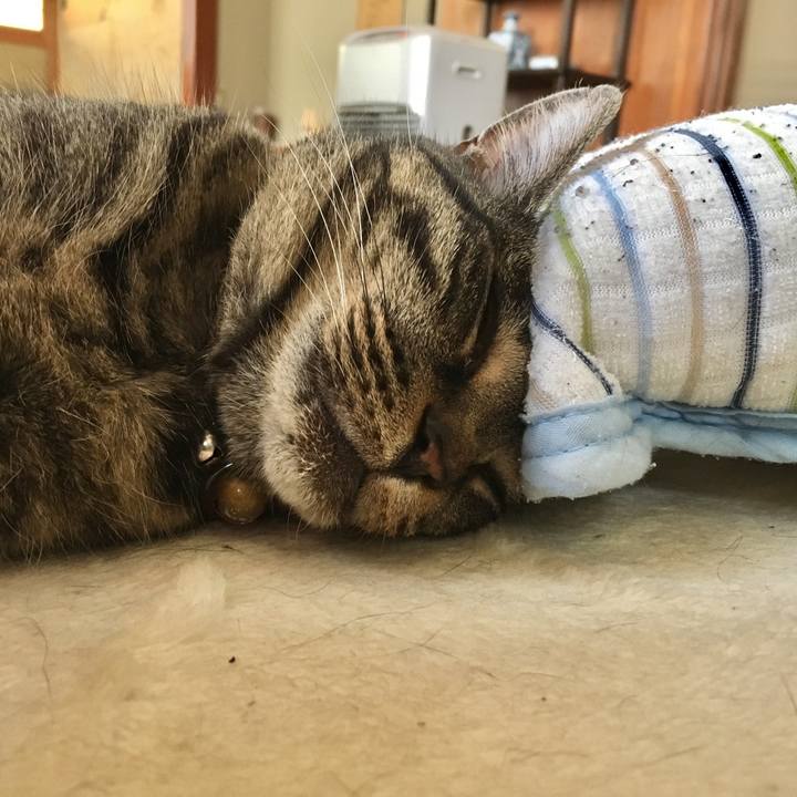 Caf07ada 936d 4c76 ac3d 15cf229f04bf