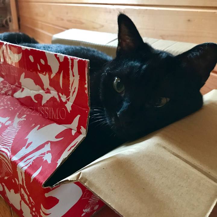 Cafc903d a2a9 4d19 b74a f1ef6233631f