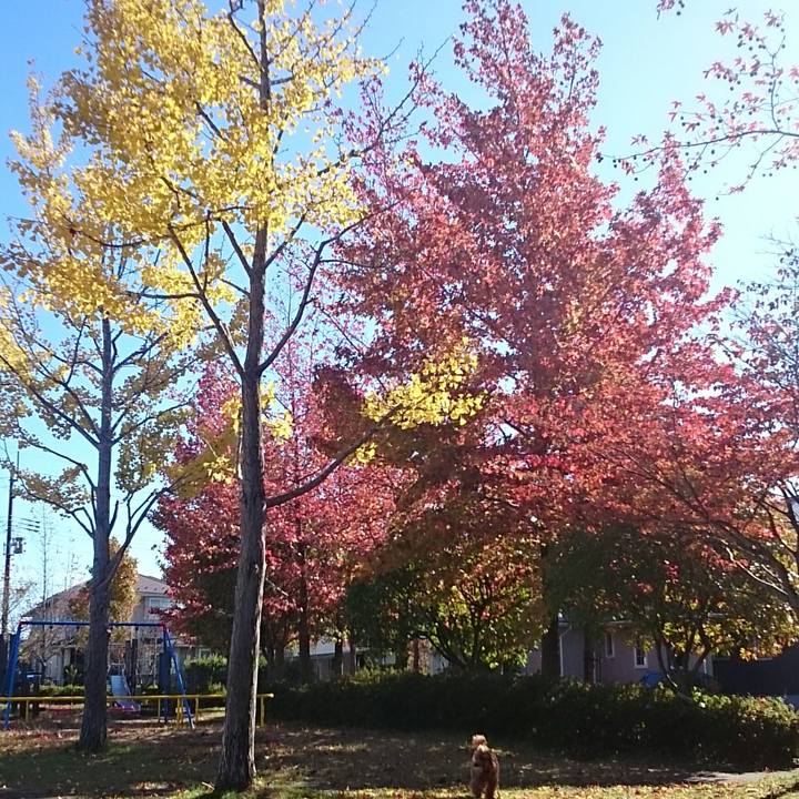 Caff9347 4229 4379 ac9c f9d9489a1f66