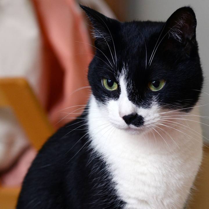 Cb0bcdaa 2274 47ba ba9b 859ede25ac0c