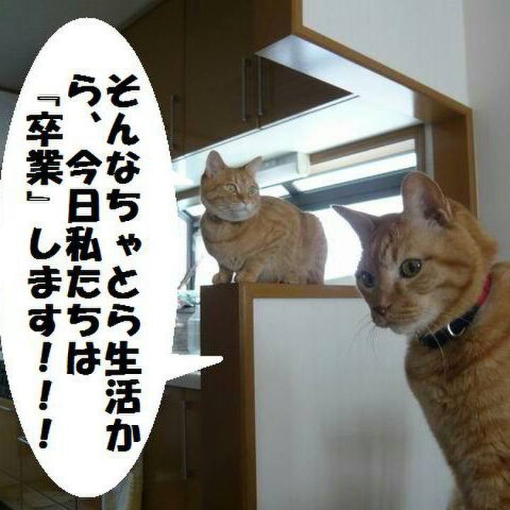 Cb0be08c 11ab 4e9e b6f3 be6c555c2e4b