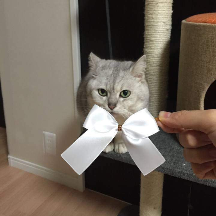 Cb1e88fd e717 4261 a7de a24e1a4e1315