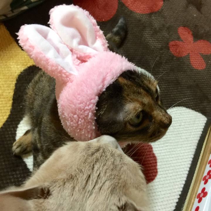 Cb1f56ca efc7 46ae a61a 3b091cea14aa