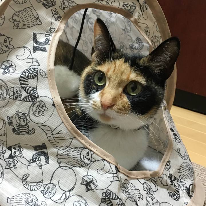 Cb204d9c b322 4fda 8616 28a84683d577