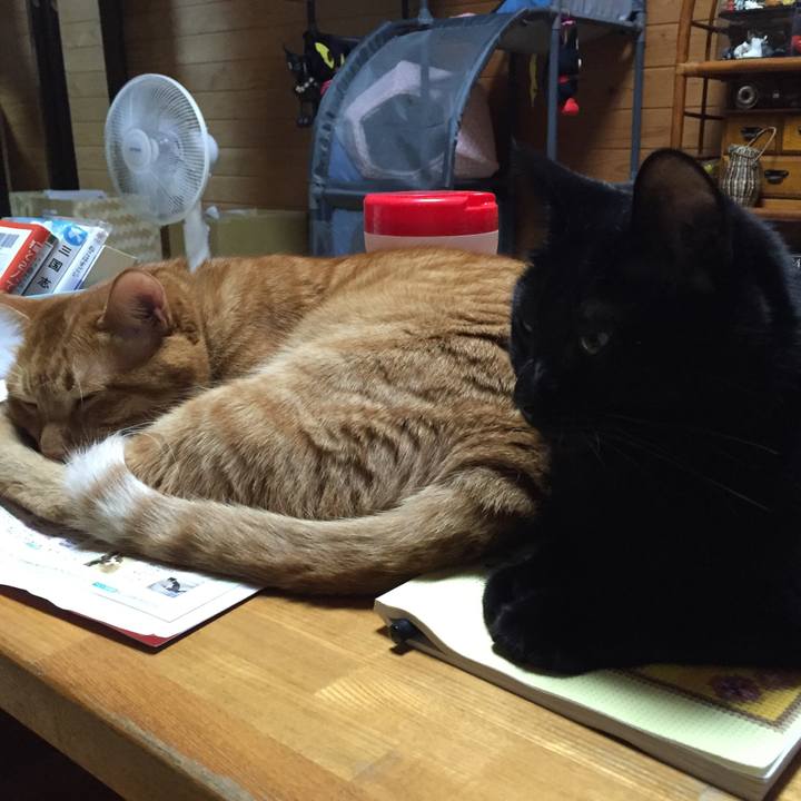 Cb246e2c 437b 4815 a976 40e86c58ba00