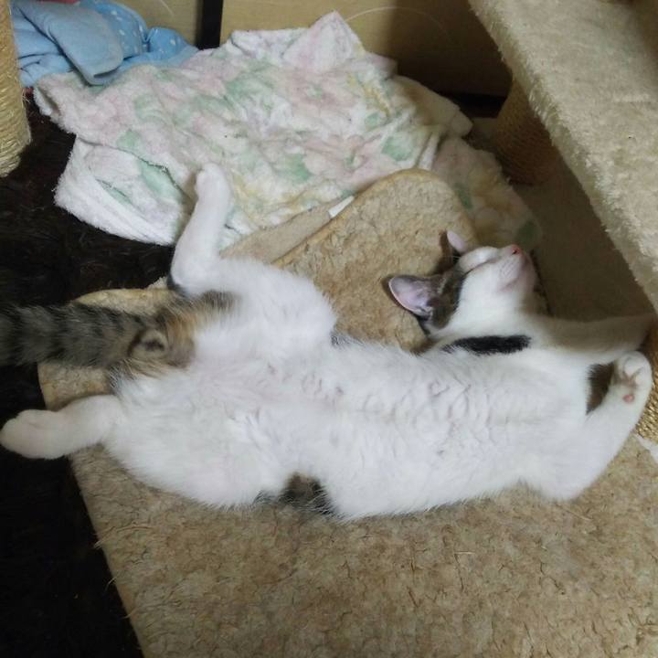 Cb26a0f6 edd9 4c85 9f4c a63f1be8fa70