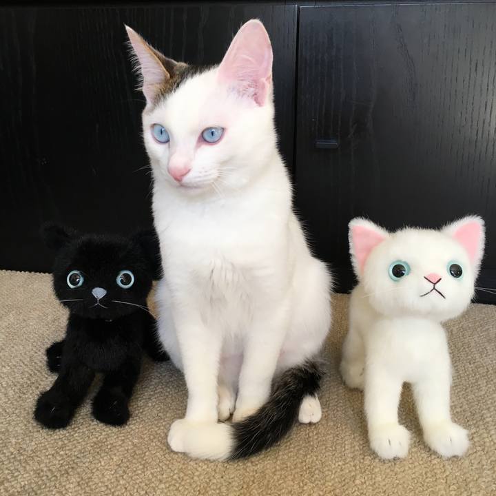 Cb2784c0 c11c 425e 9542 4e318e71ee84