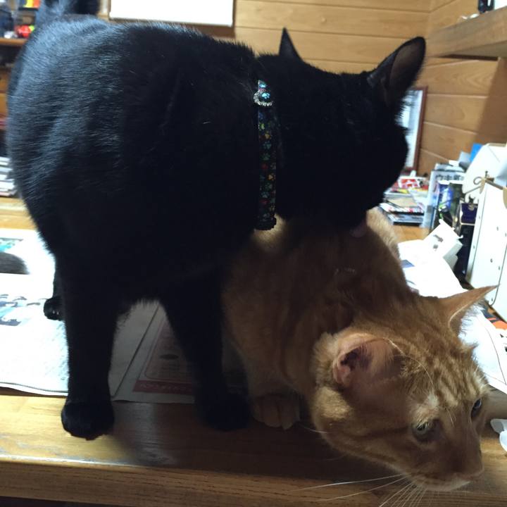 Cb31d803 8578 4349 b2ad 01163422dc88