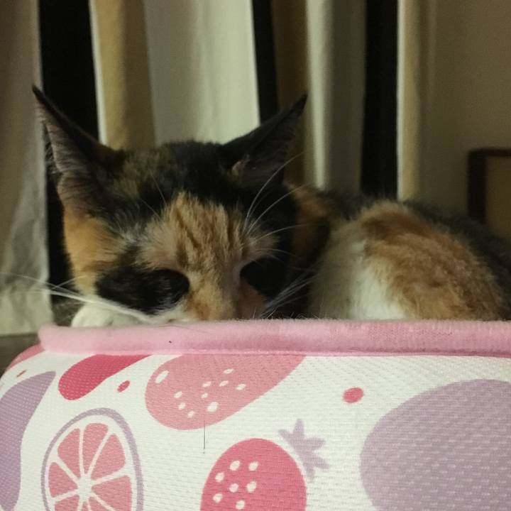 Cb375e66 598c 4fd4 b6d8 6f343cc82f4d