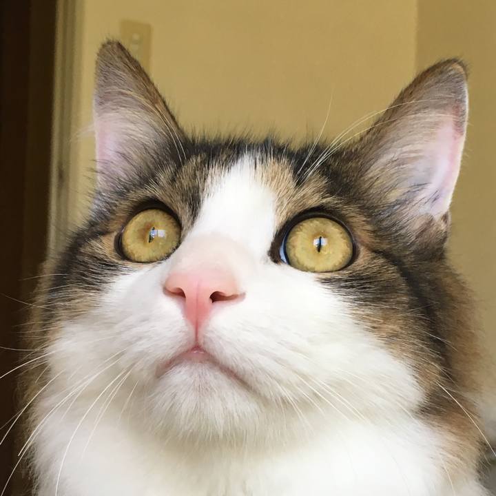 Cb3a2d16 ab1b 458d a469 c57a5fe80484