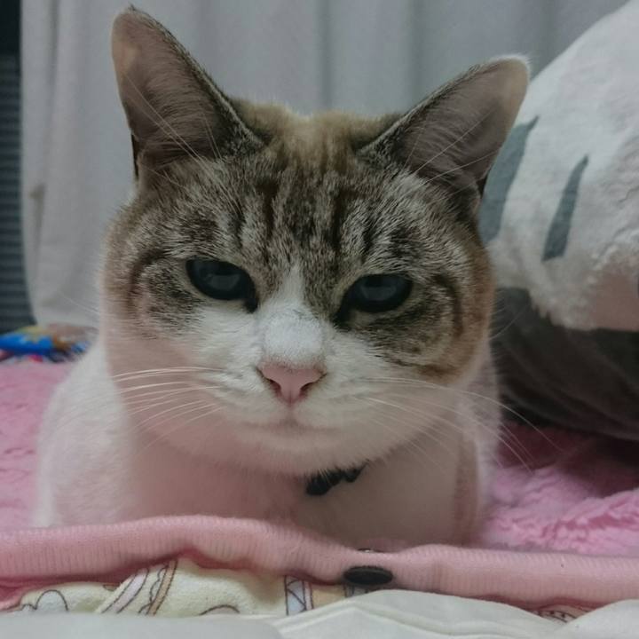 Cb3c58bc 795c 48d2 9cca ed86924aacad