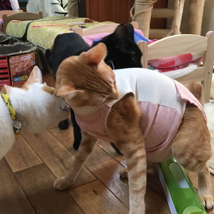 Cb4687ca ad97 4746 bf92 a52b8415704a