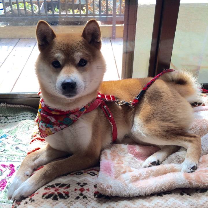 Cb4b2be7 036a 4230 b83c 247160f2254e