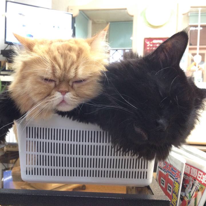 Cb57754a 07a3 4068 a1a2 cd016b52669b