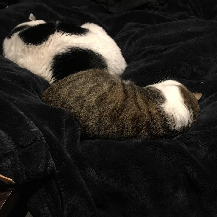 Cb68a5c0 ec04 4a3a 9ad3 dcf67135d462