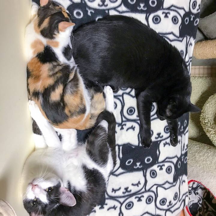 Cb733b4f c7d7 4cfc a95d e3f04a9f822e