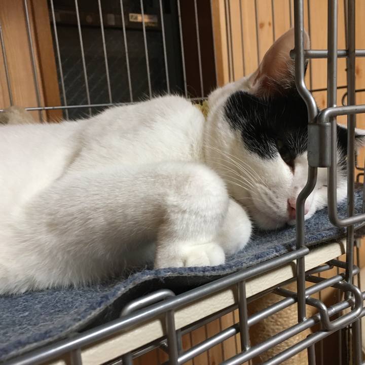 Cb78bb80 8c86 4302 afbd 010c2398311e