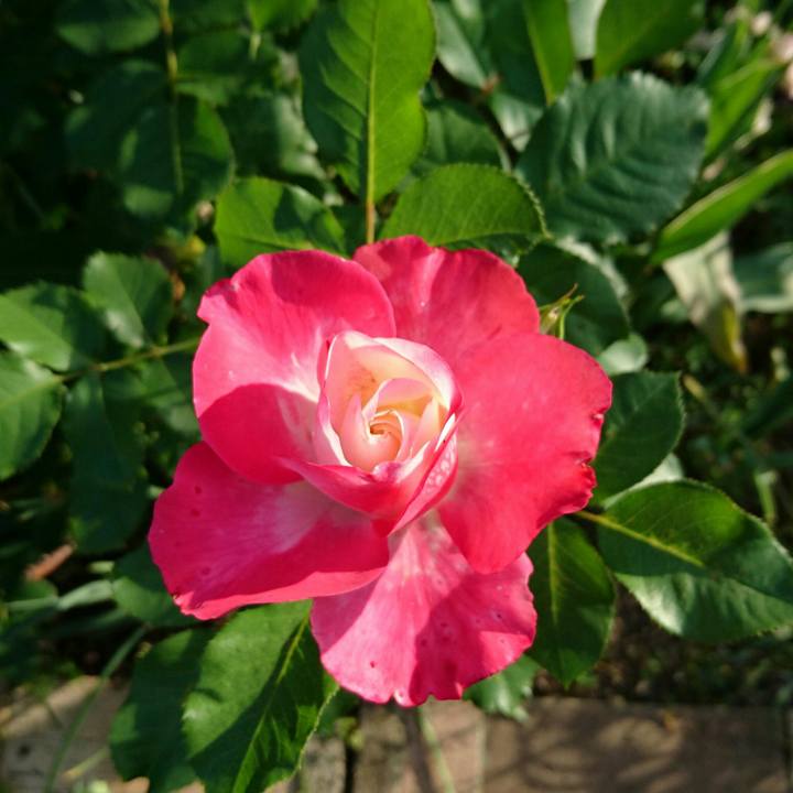 Cb78ed28 3759 4546 9428 50ddbcb5be88