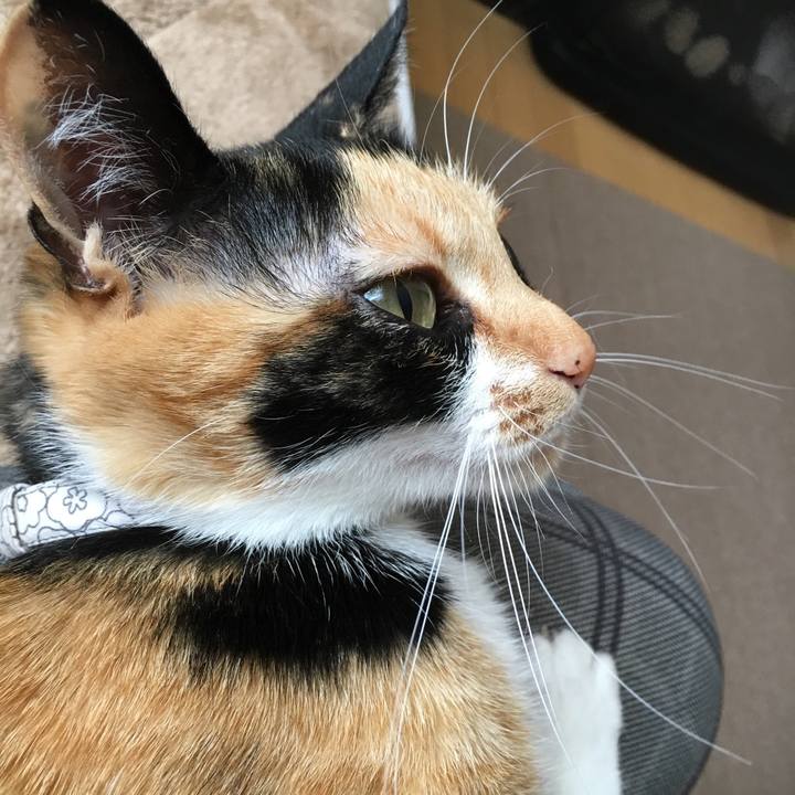 Cb865cff b241 4637 8cf1 c2ceb1792ea1