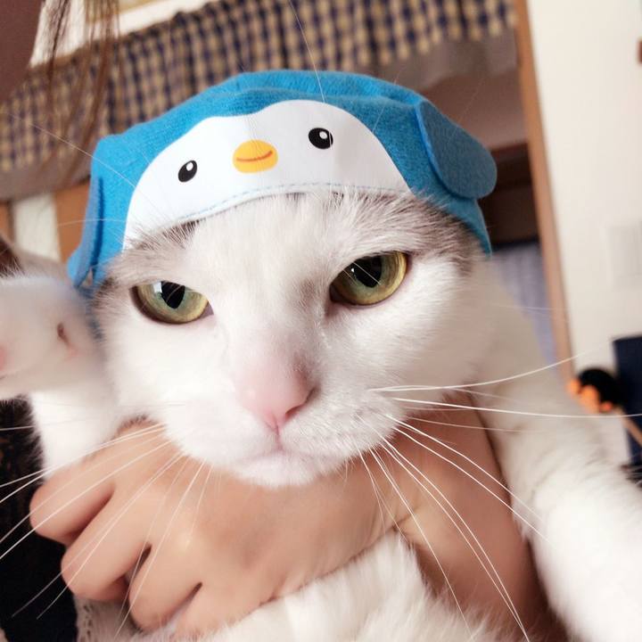 Cb8c58b9 6eb7 4b3d ae6b 9fc814431d39