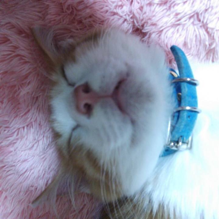 Cb93c635 7b60 4ffc b60f 347220b564d9