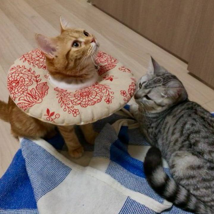 Cb944448 5eab 43bd 9e16 d471582787f1