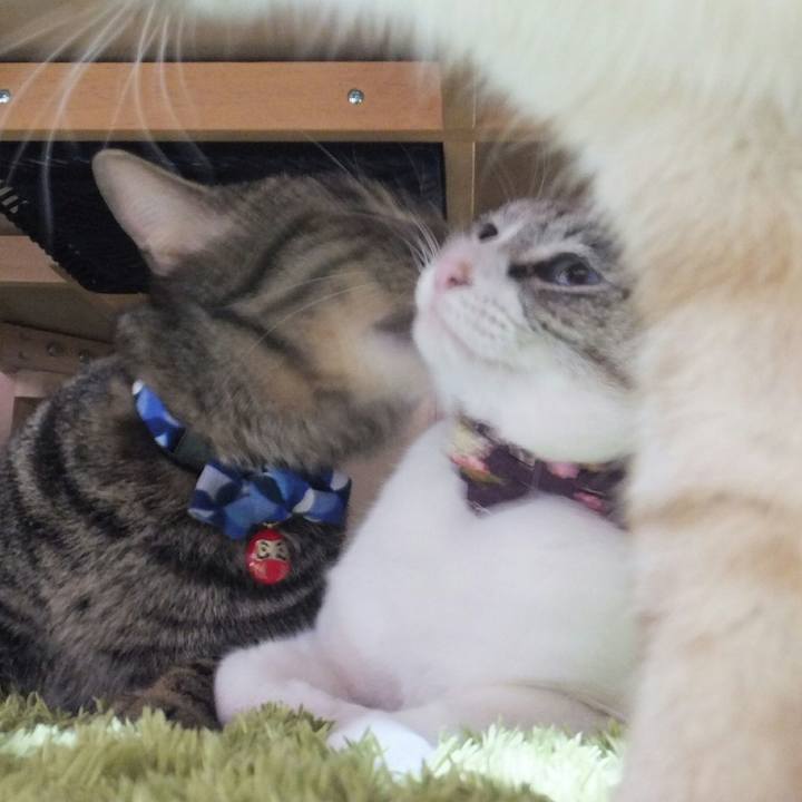 Cb9ae2f2 0256 4ab6 98b3 7df6fa1f653c