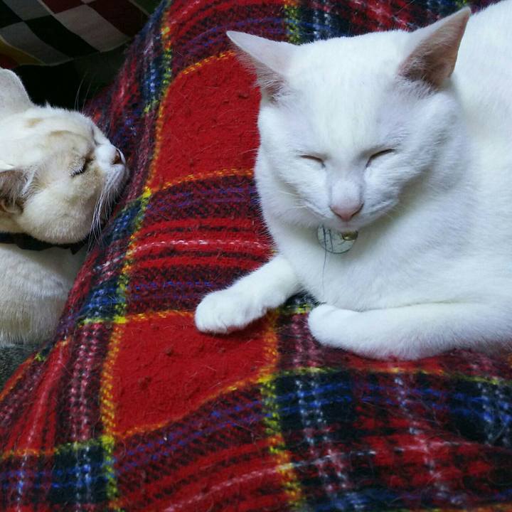 Cb9c6f4d fdc4 40cc 9c7d 1b0c64d69303