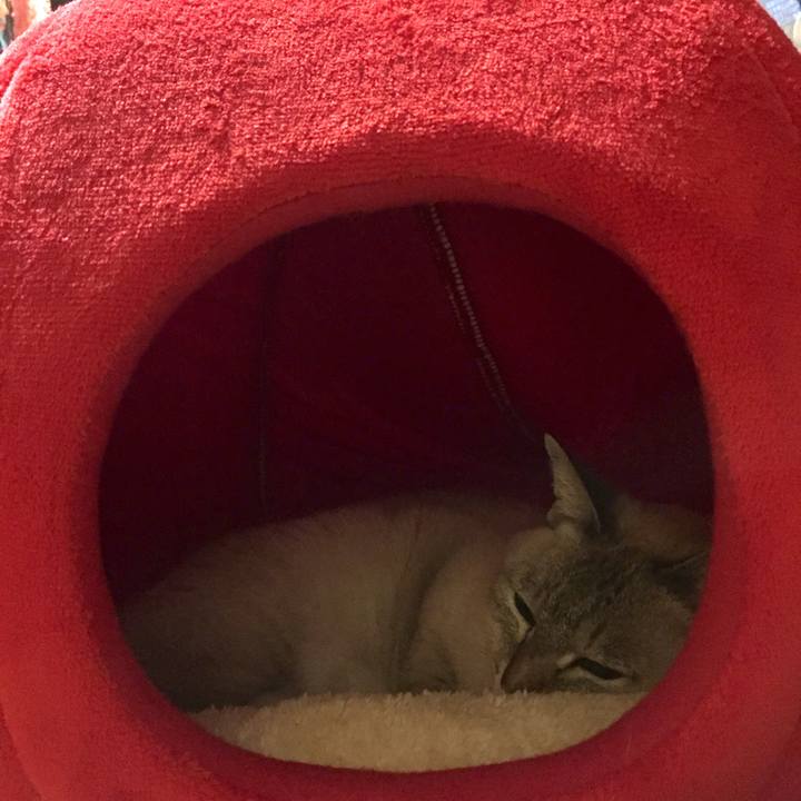 Cba9d286 9b1e 4690 9cda 0bf16b3dcdc2