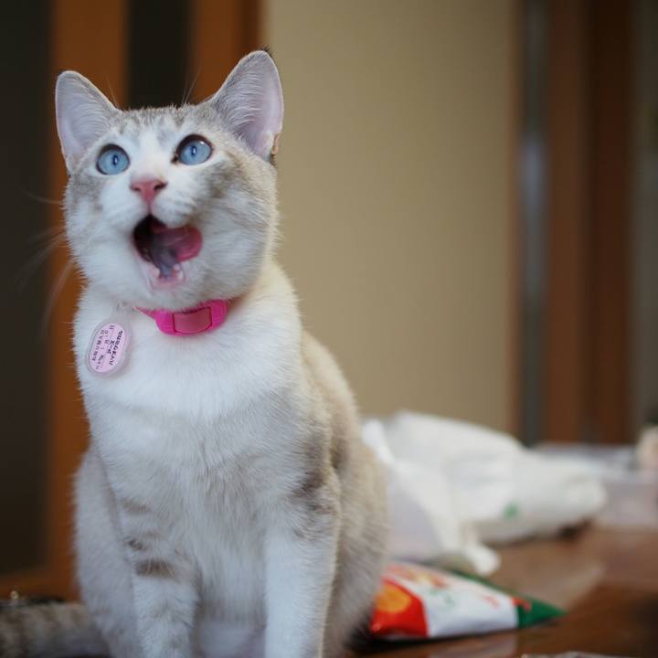 Cbacbef6 c4fc 46d4 936d e4cc4d2109db