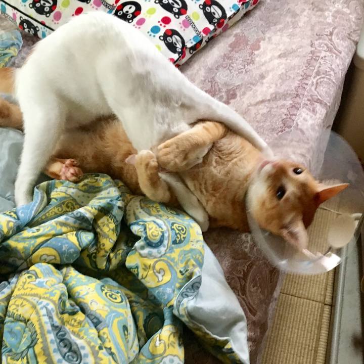 Cbaf7c86 e68a 4ac1 8385 65a588b7d24e