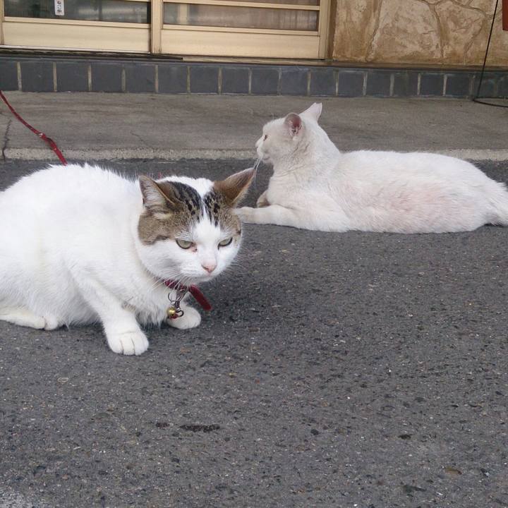 Cbb176f9 19eb 4cc5 ac08 9380e5e3e6fc