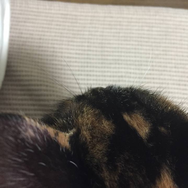 Cbbbbed7 92f8 4789 8101 48e80150fc85