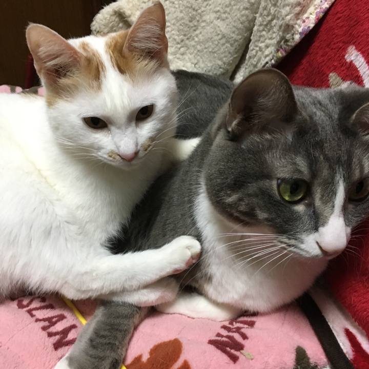 Cbc1180b 0725 4736 81be b8899d0592d9