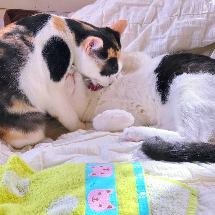 Cbca4d9b 7b37 4377 a00d be2b7c541607